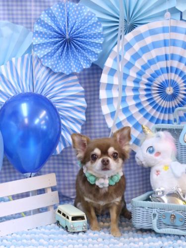 20231116さくらちゃん